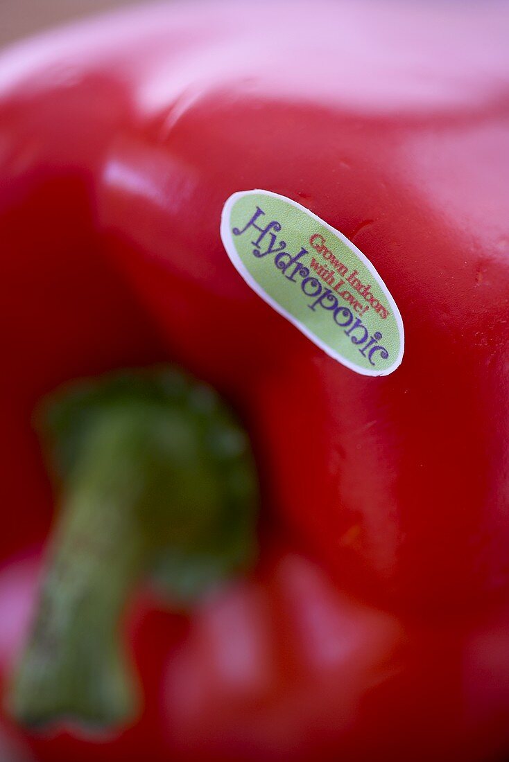 Close Up einer roten Paprika aus Hydrokulturanbau mit Etikett