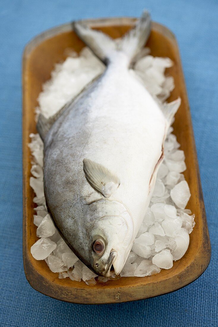 Ein Pompano auf Eis in Holzschale