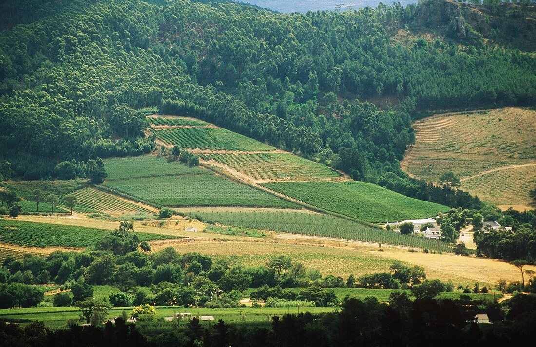 Weinbaugebiet Franschhoek in Südafrika