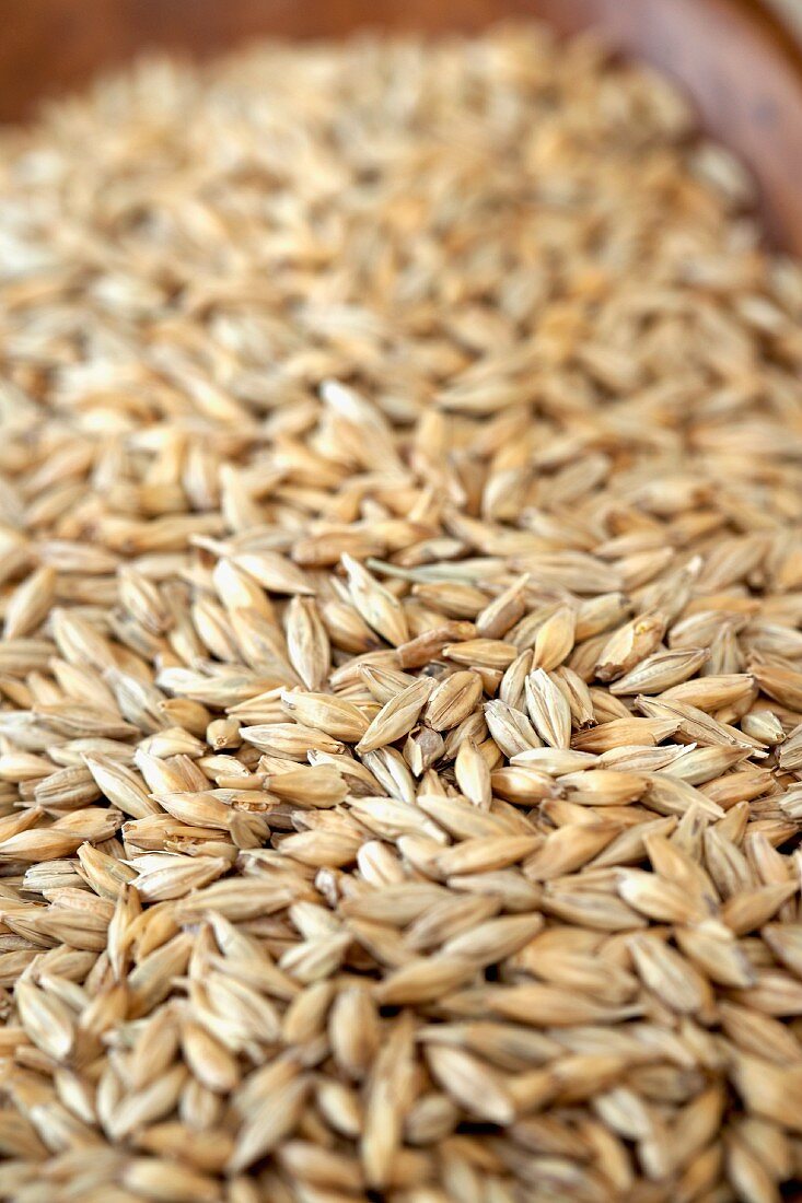 Cara Barley Beer Malt, Close Up