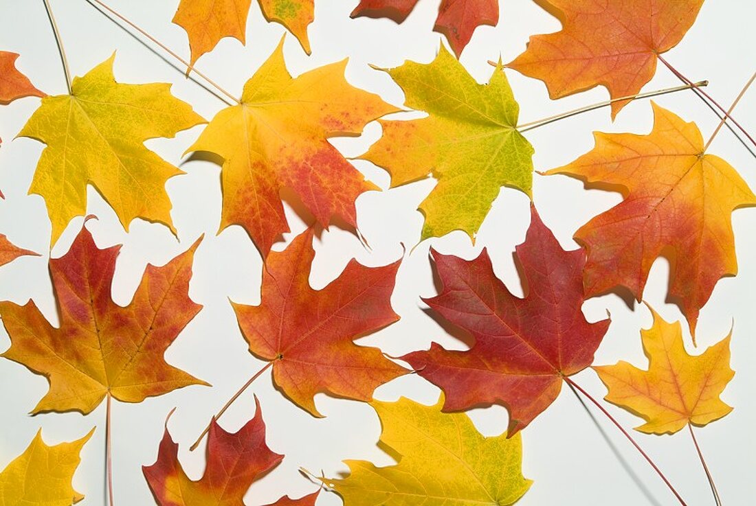 Bunte Herbstblätter vor weißem Hintergrund