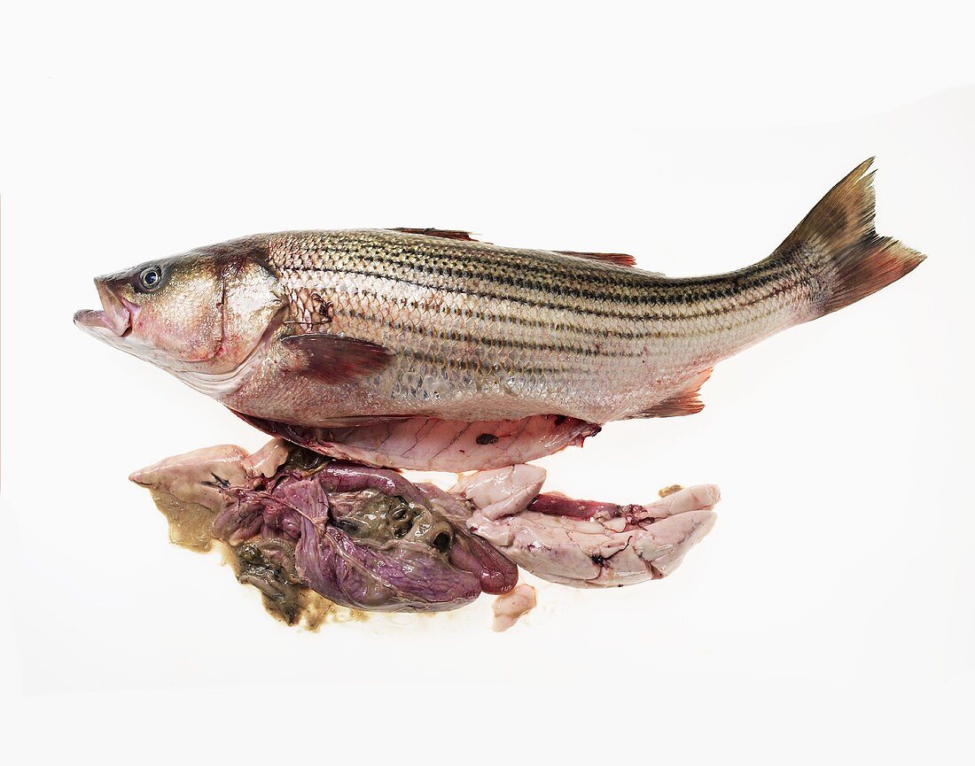 A Whole Uncooked Gutted Sea Bass