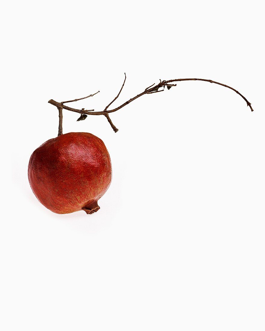 Ein Granatapfel mit Zweig vor weißem Hintergrund