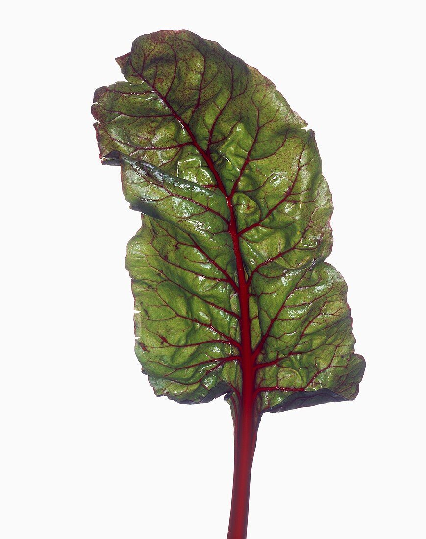 Ein rotstieliges Mangoldblatt