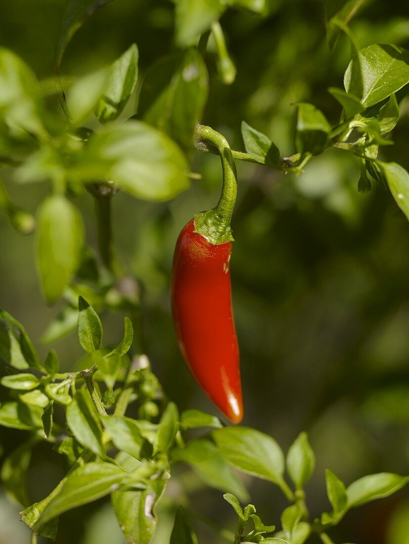 A Hot Pepper Growing in the Garden
