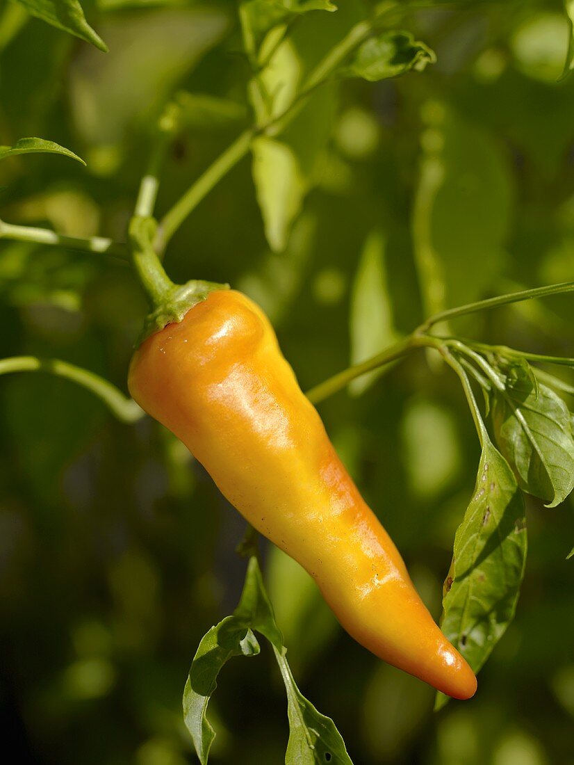 A Pepper Growing in the Garden