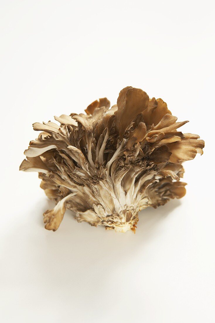 Maitake-Pilz