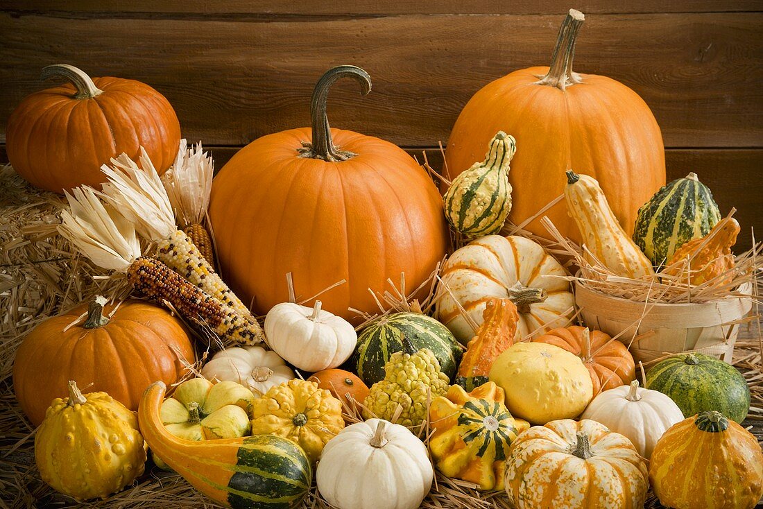 Autumn Still Life with Pumpkins, Gourds and Corn