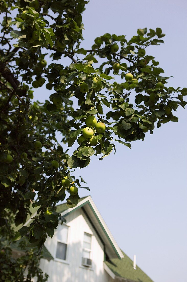 Apfelbaum vor einem Haus