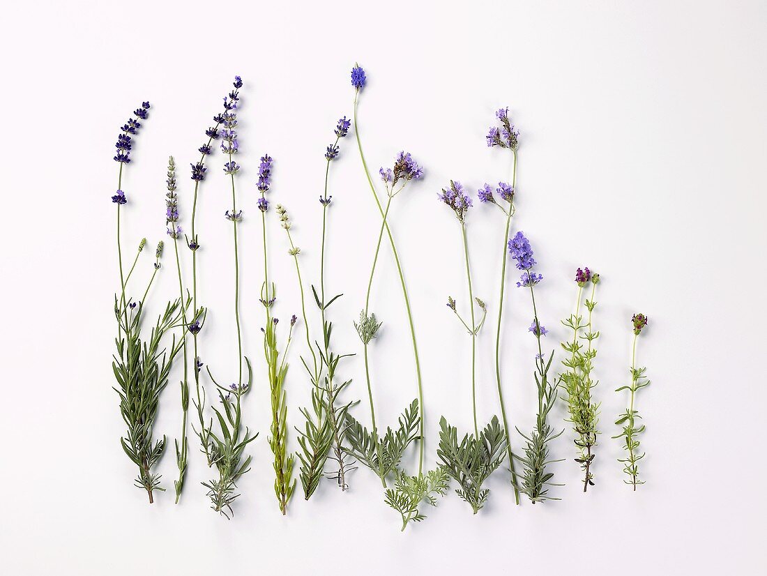 Flowering herbs