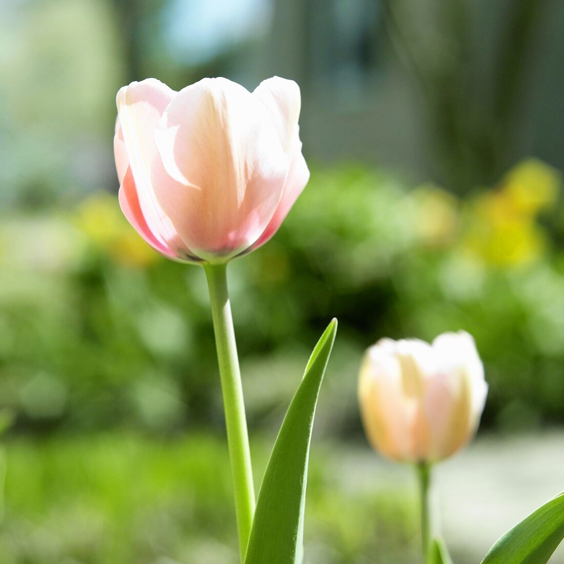 Pink Tulips