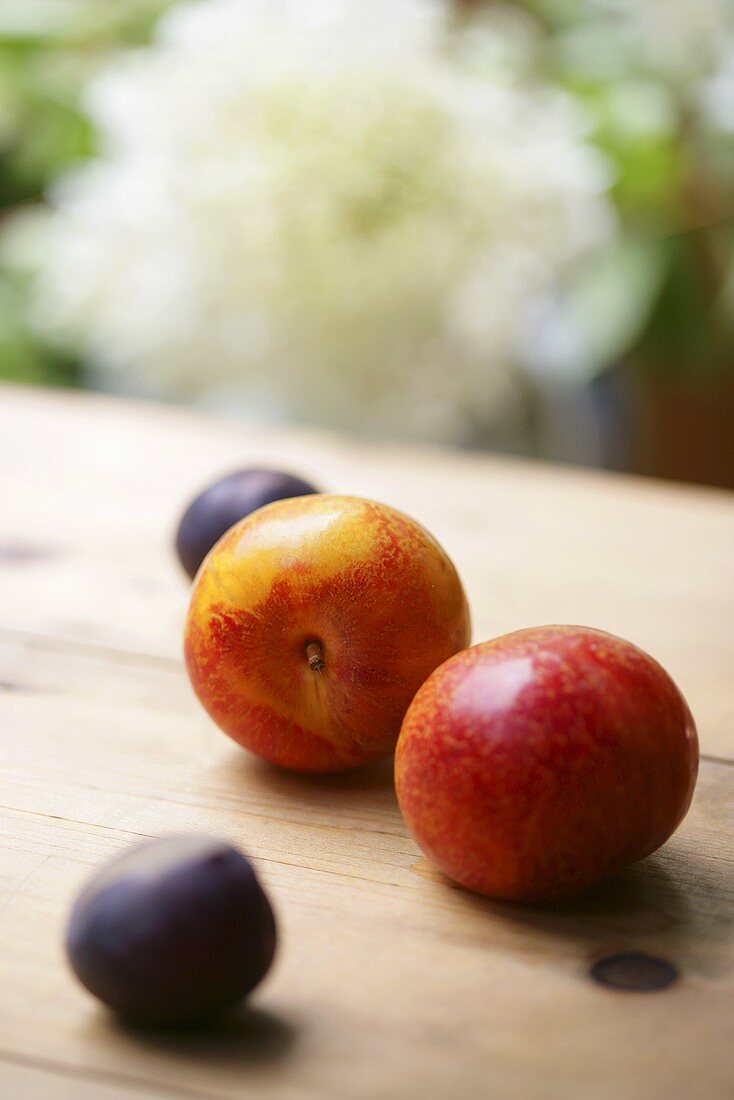 Four Plums; Two Varieties