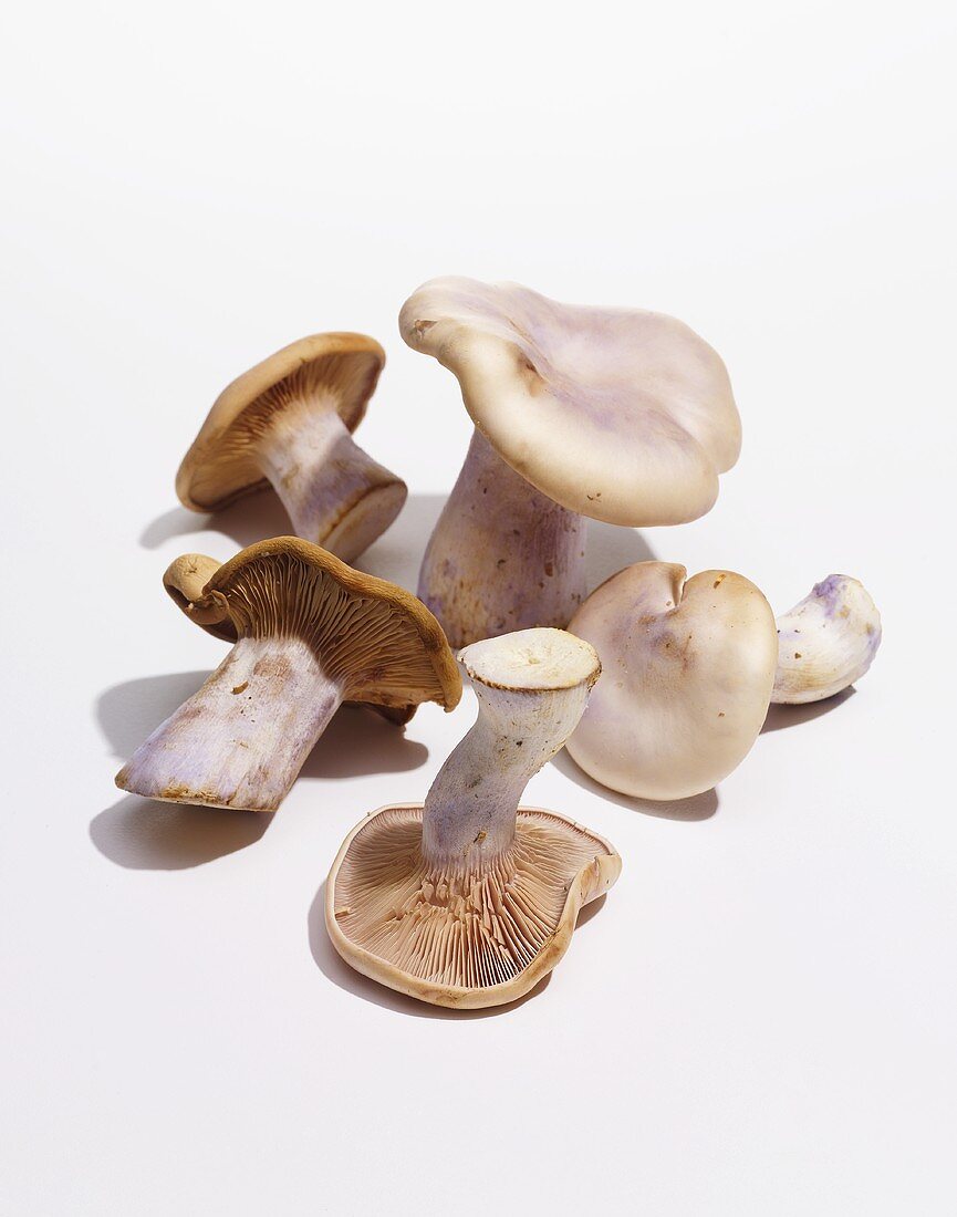 Fresh Mushrooms on a White Background