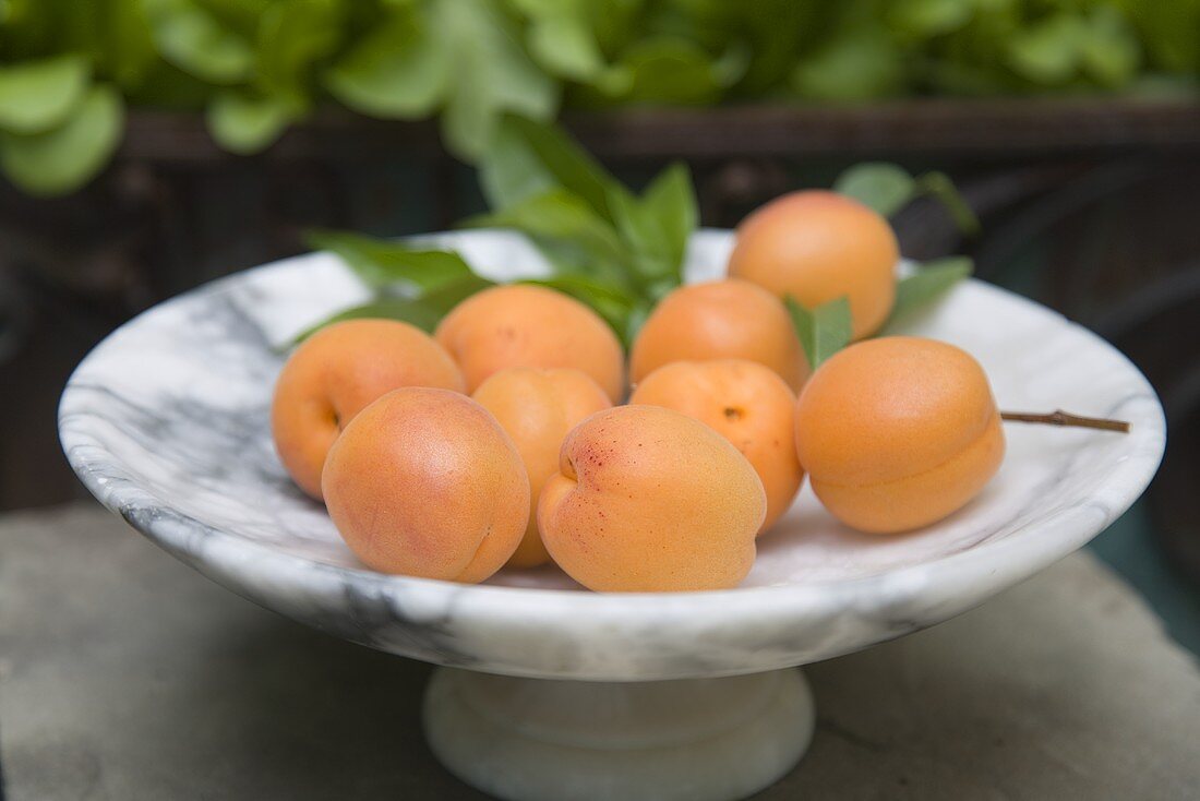 Frische Aprikosen in einer Marmorschale
