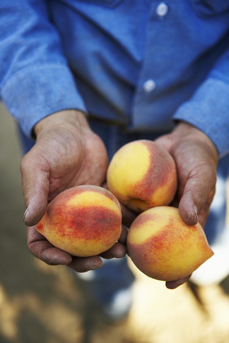 Mann hält drei frisch geerntete Pfirsiche in den Händen