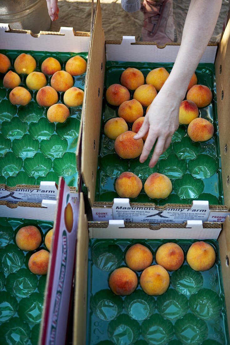 Placing Peaches in Crates