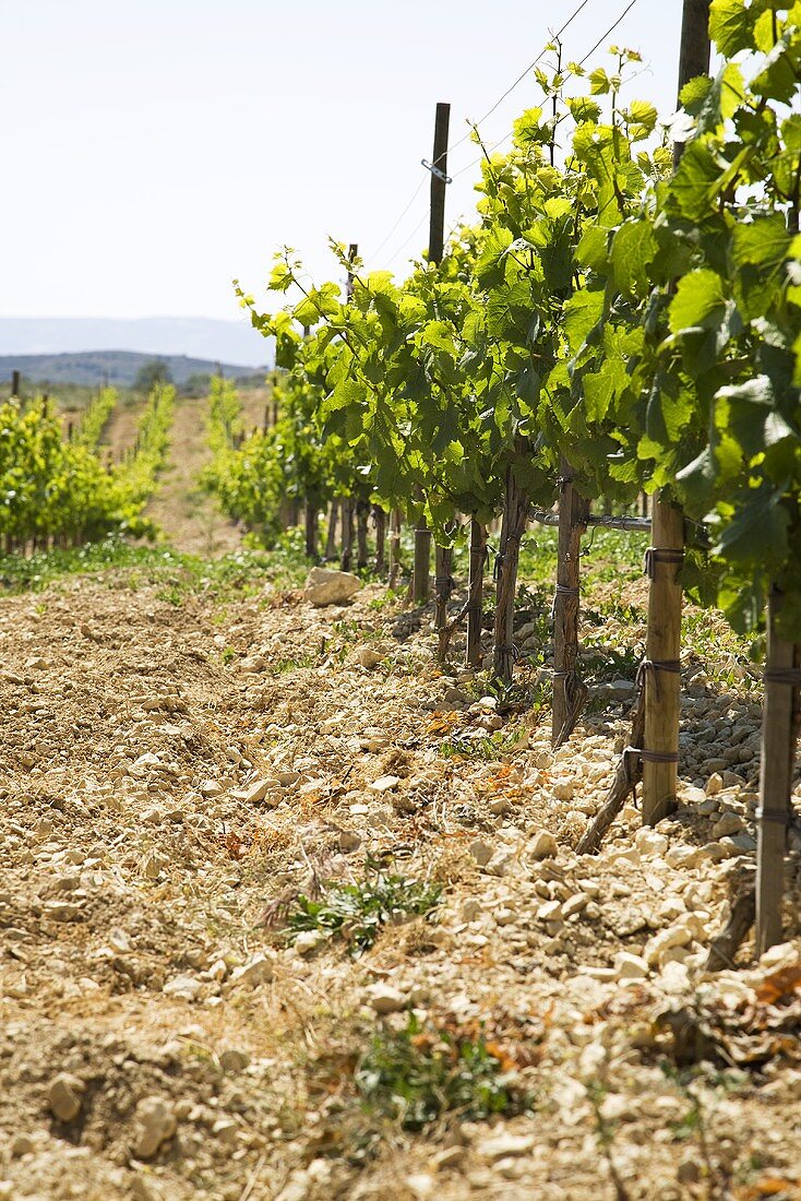 Vineyard in Cyprus