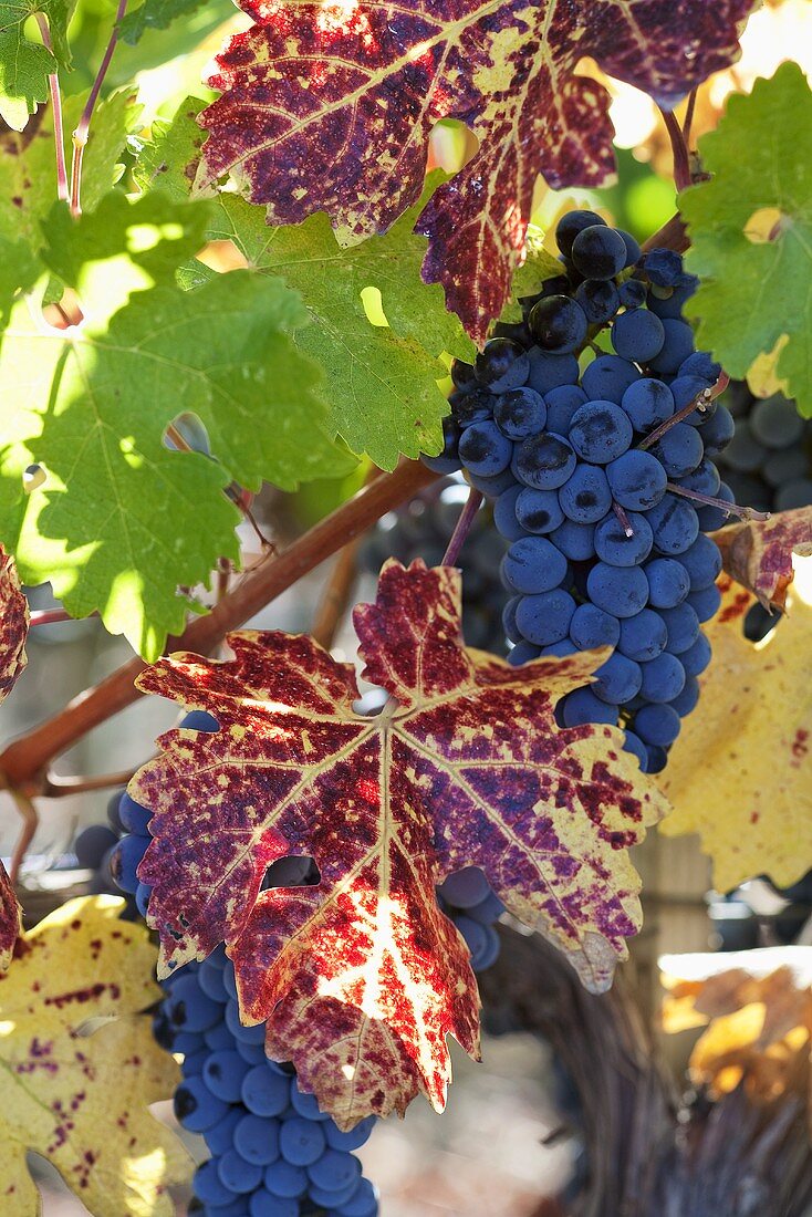 Blaue Weintrauben mit roten Blättern