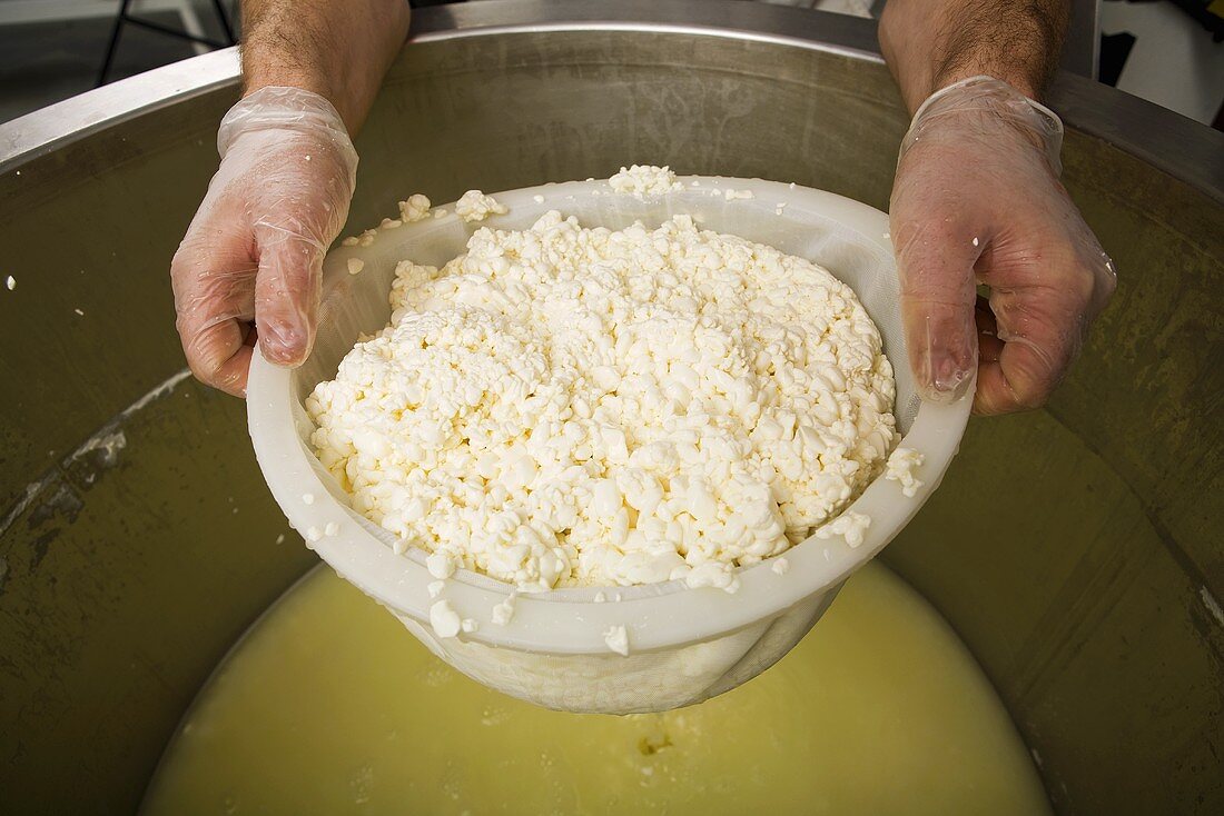 Man Holding Bowl of Collected Curds