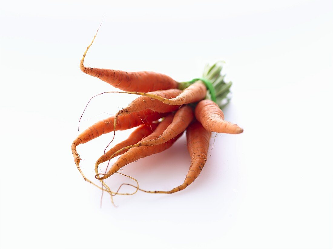 Freshly Picked Carrots