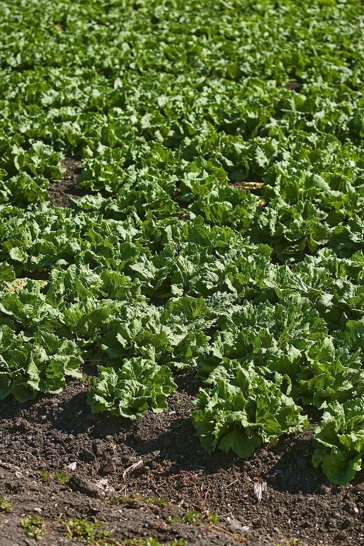 Ein Feld mit Salat