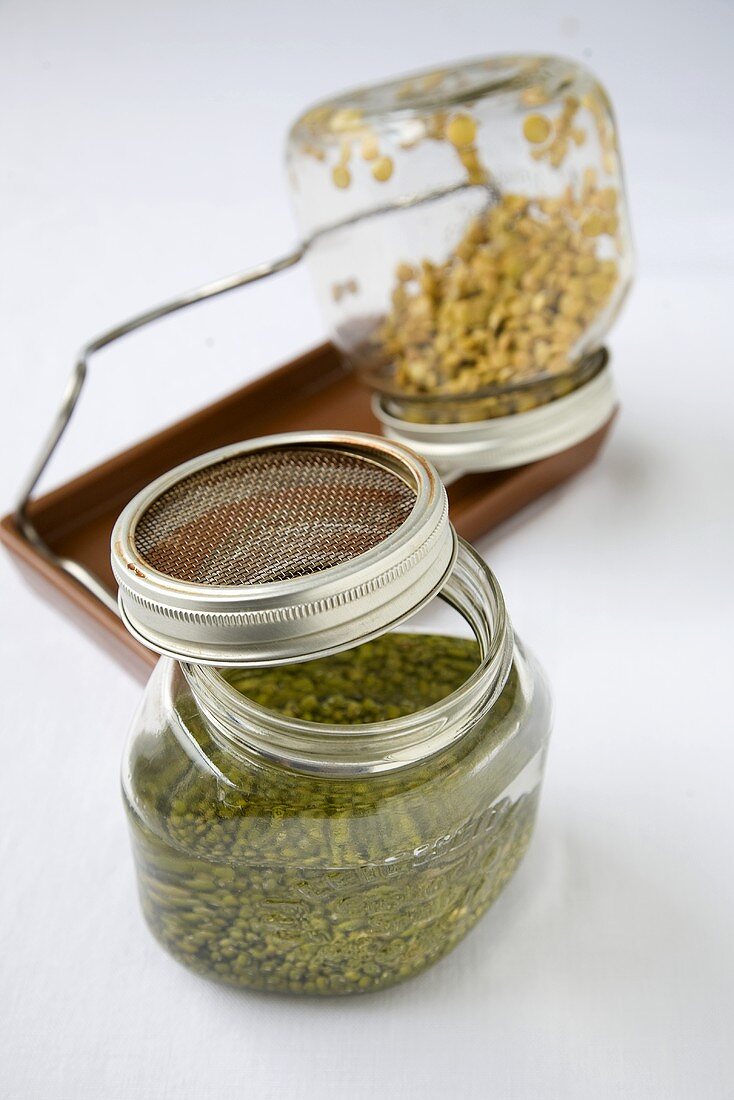 Sprouting Beans in Sprouting Jars