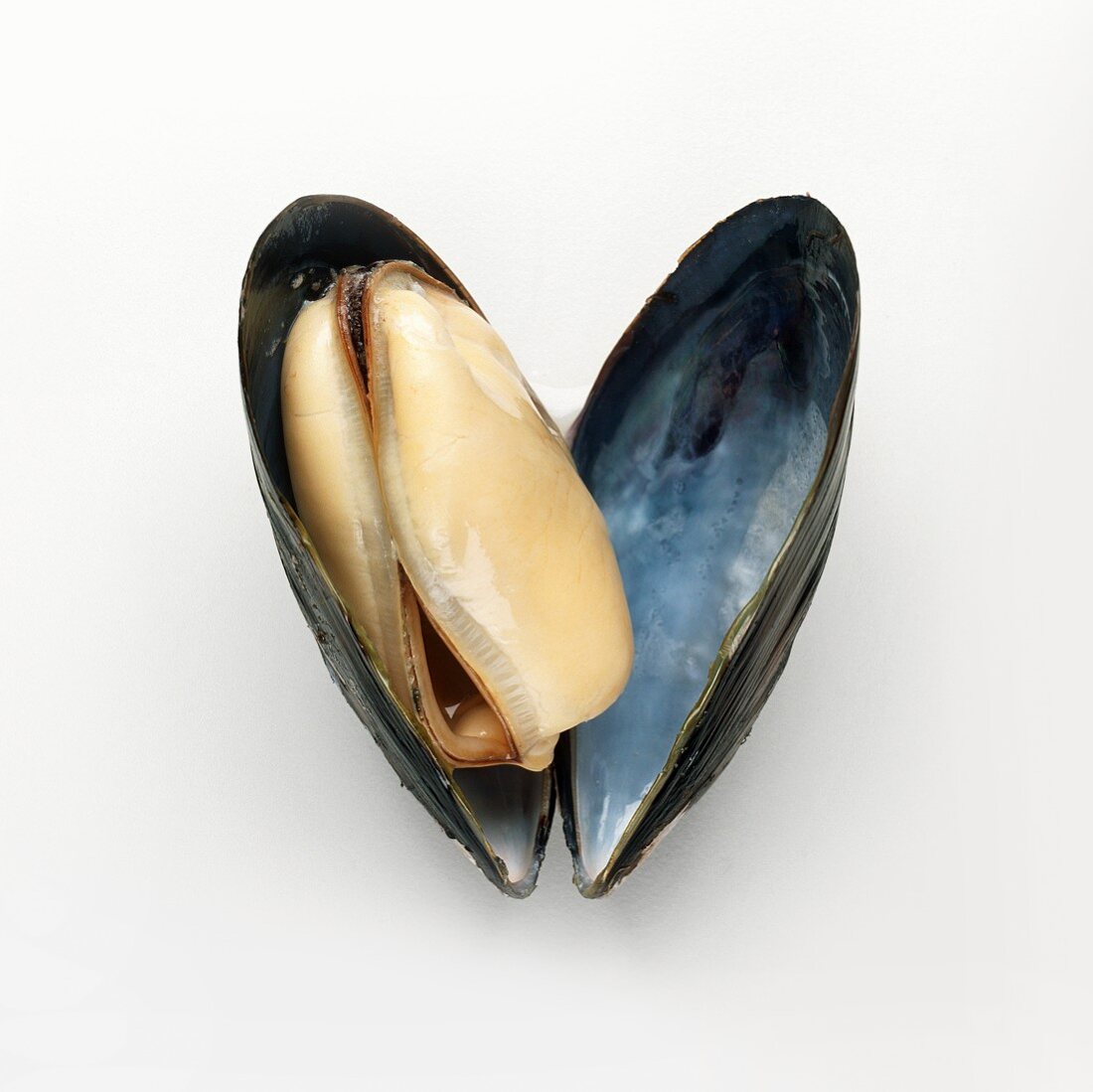 Opened Mussel on White