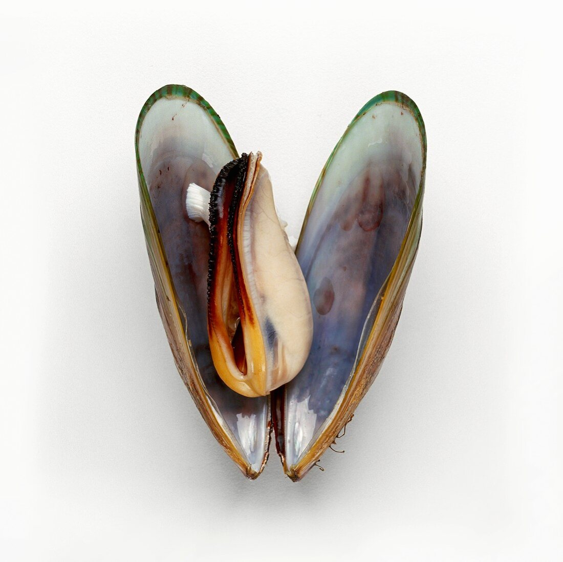 Opened New Zealand Green Mussel on White