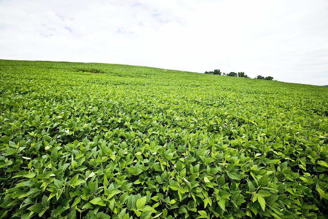 Soybean Field in Pennsylvania