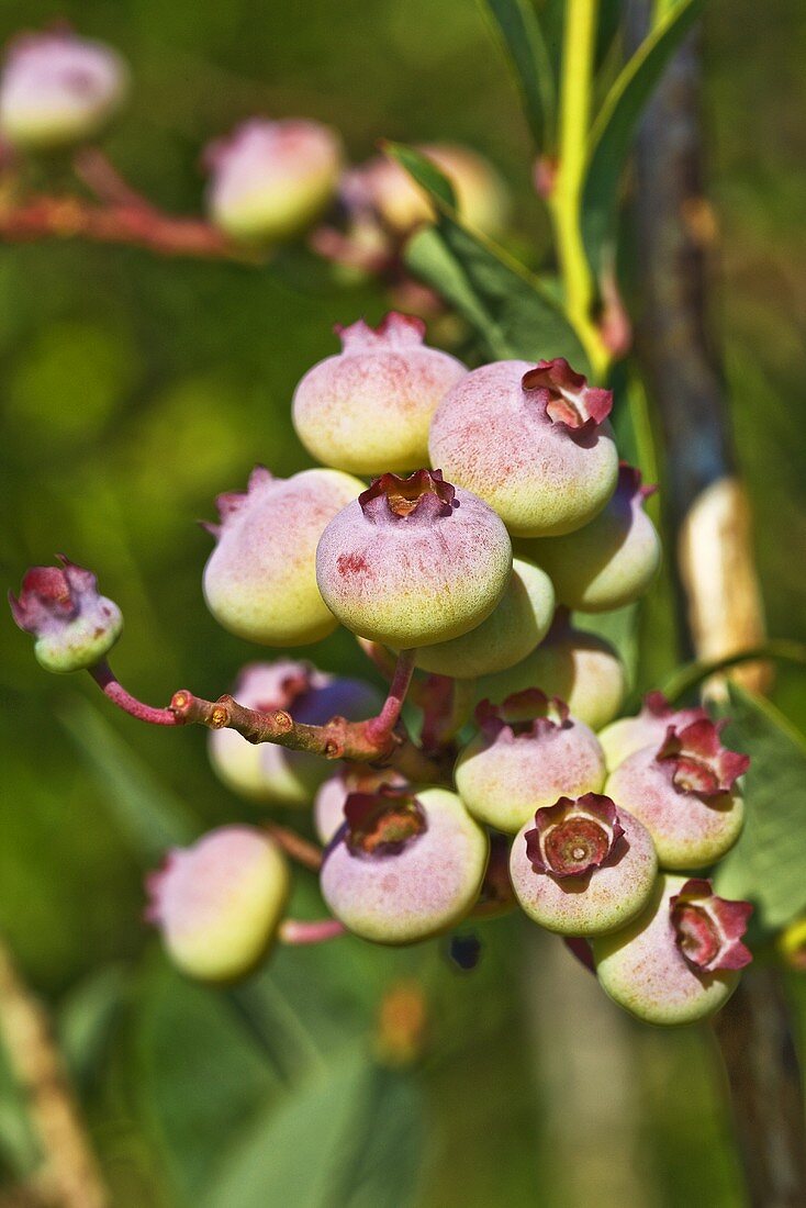 Unripe Blueberries on the Plant