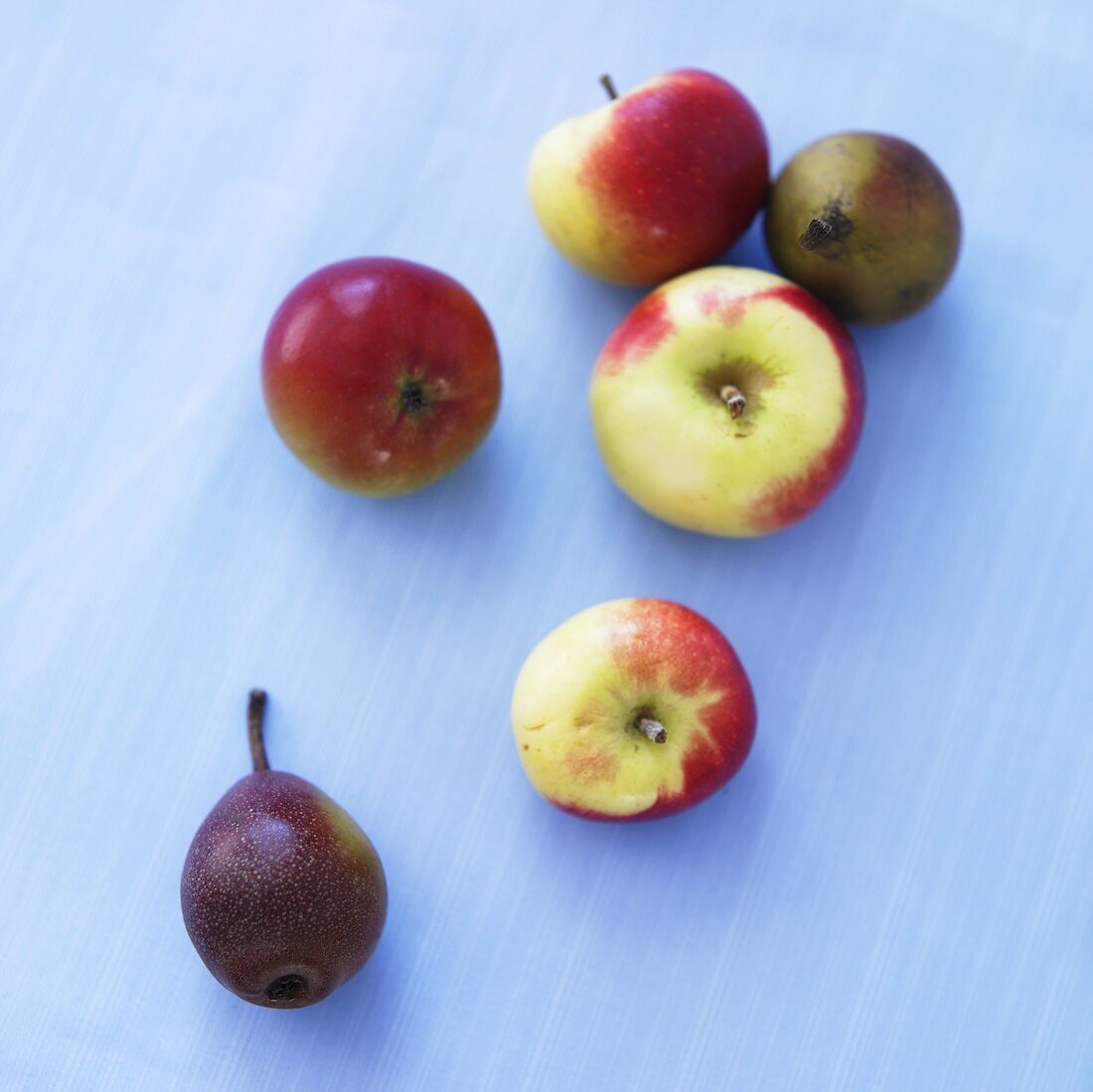 Frische Äpfel (Sorte Lady) und Minibirnen auf blauem Untergrund