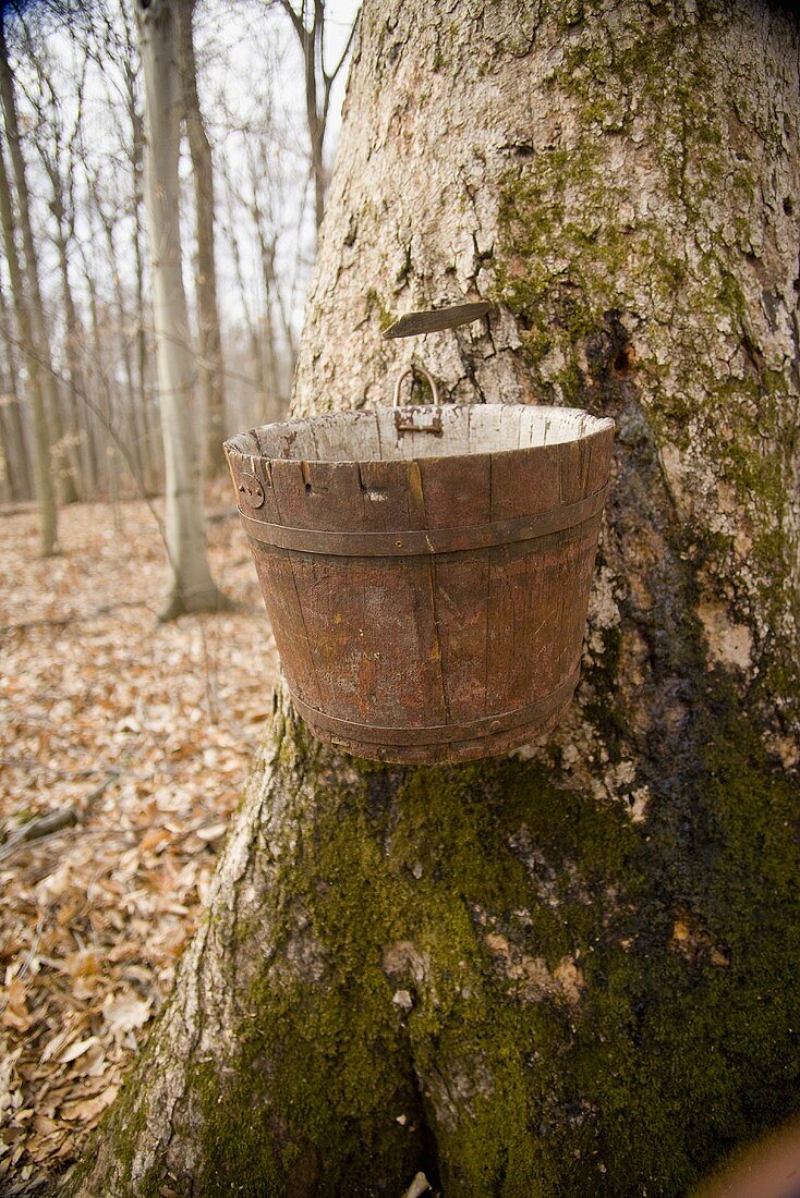 Holzeimer zur Gewinnung von Ahornsaft am Baum (Ohio)
