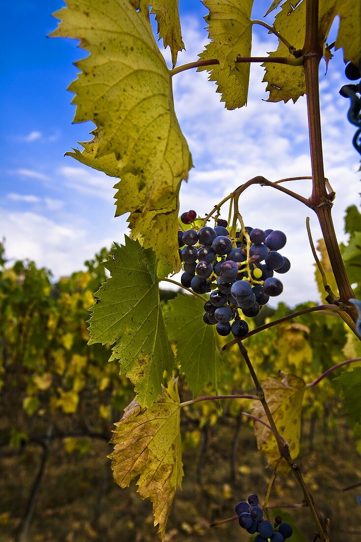 Grapes on a Vine