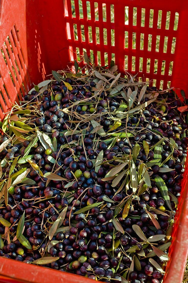 Viele frisch geerntete Oliven in Steige