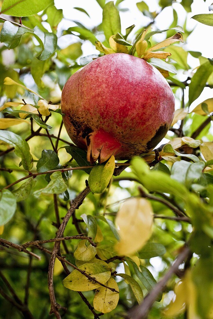 Granatapfel am Baum (Nahaufnahme)