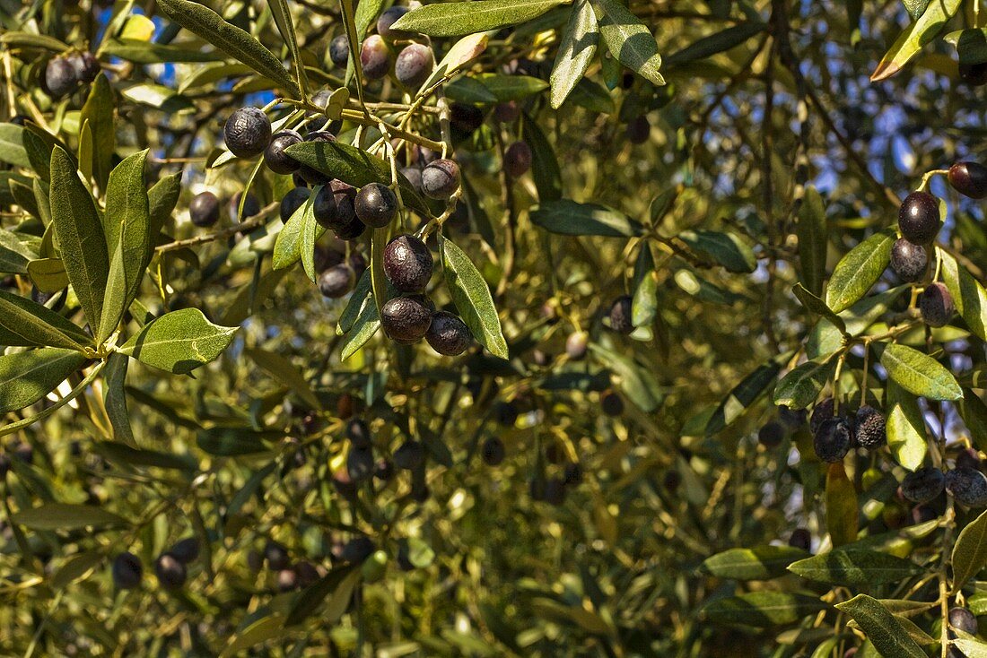 Schwarze Oliven am Baum (Nahaufnahme)
