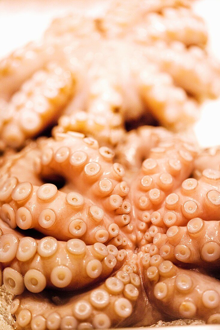Fresh Octopus at Fish Market; Tuscany