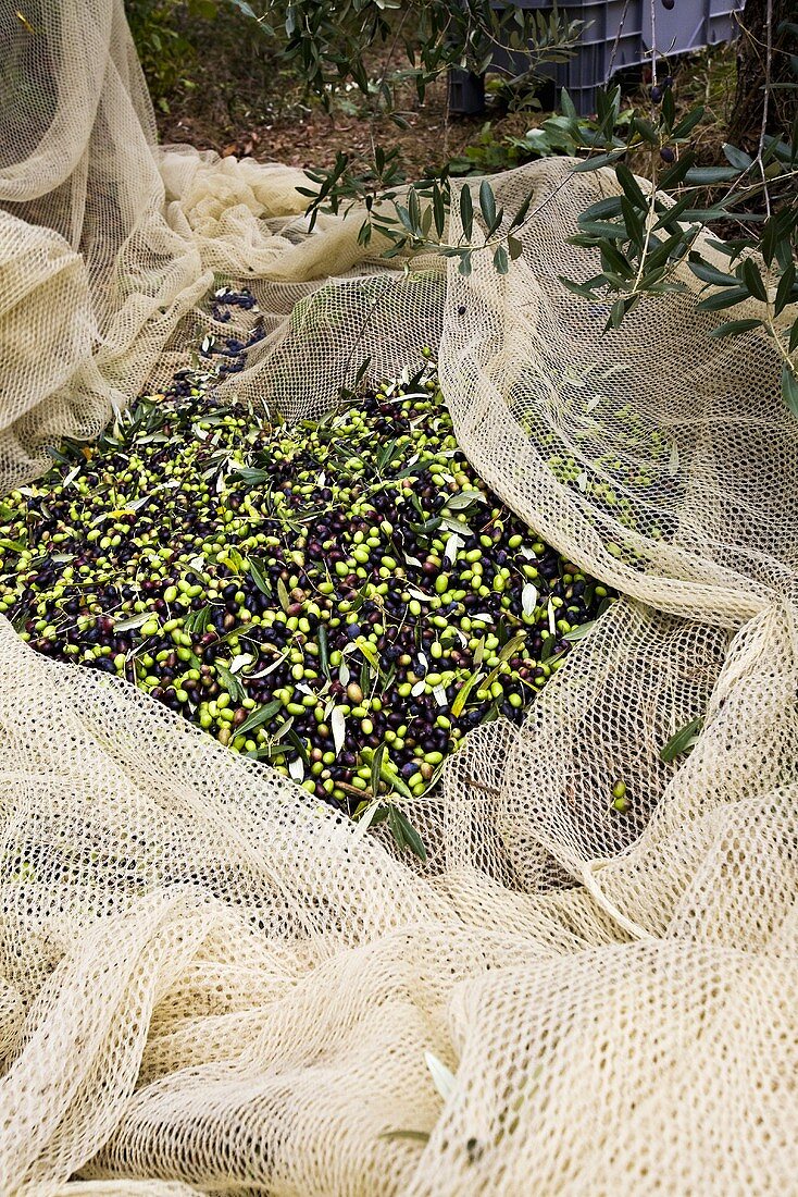 Olives in a Net; Tuscany