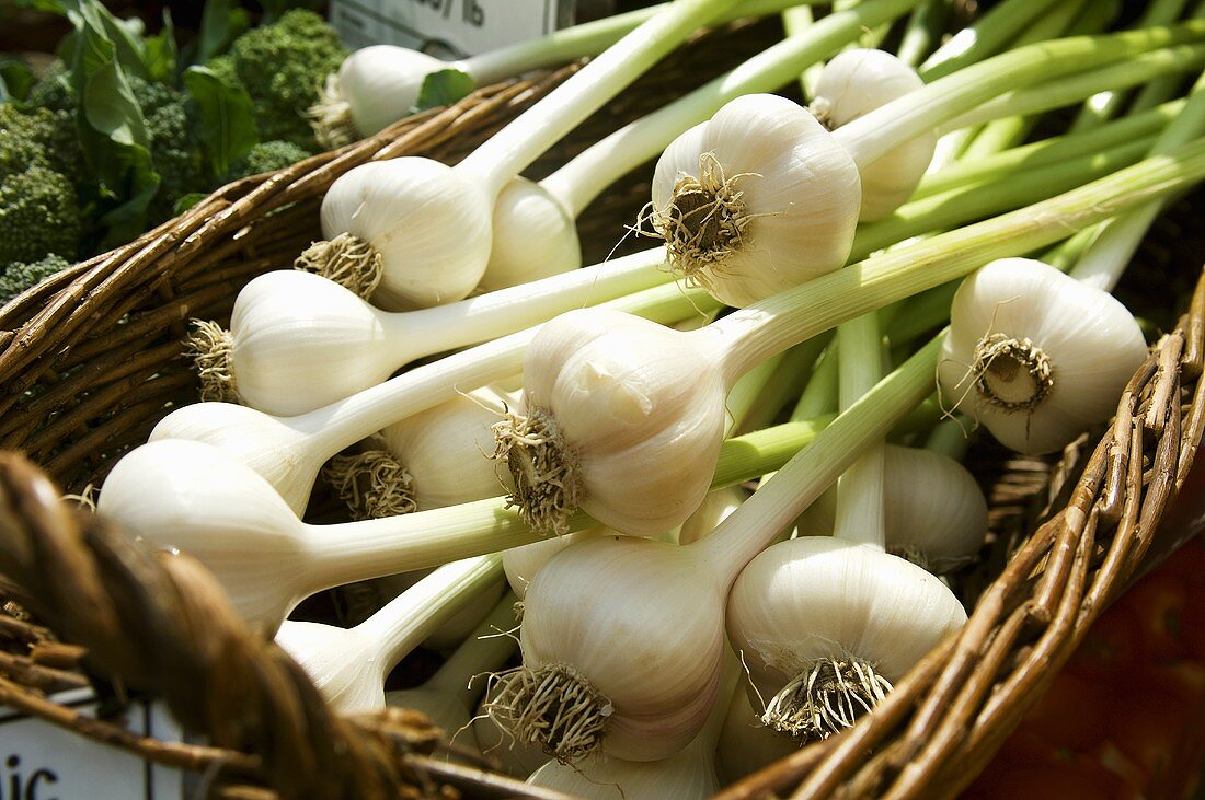 Basket of Garlic at Burlington Vermont Farmers Market