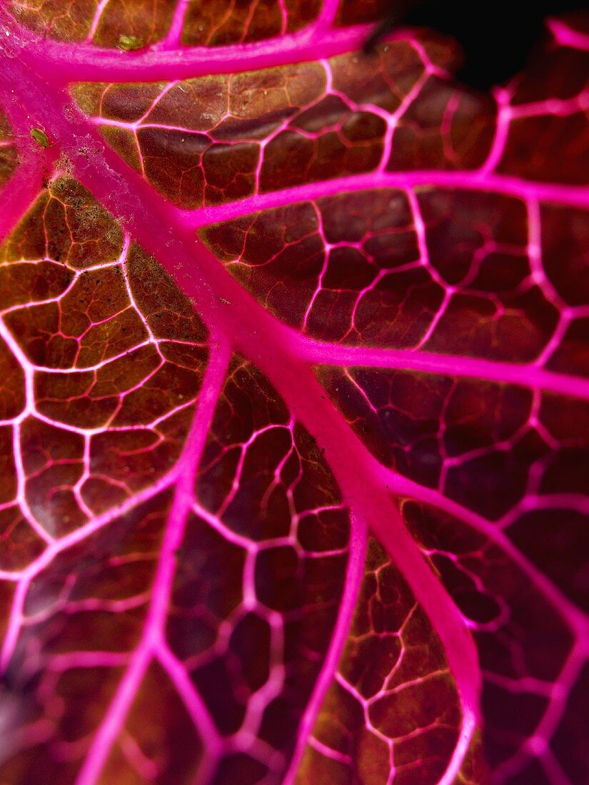 Purple Kale Leaf on a Light Table