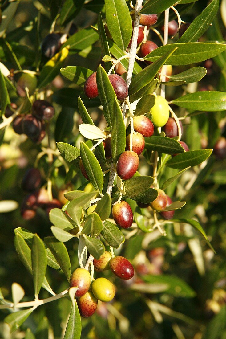 Olives on the tree