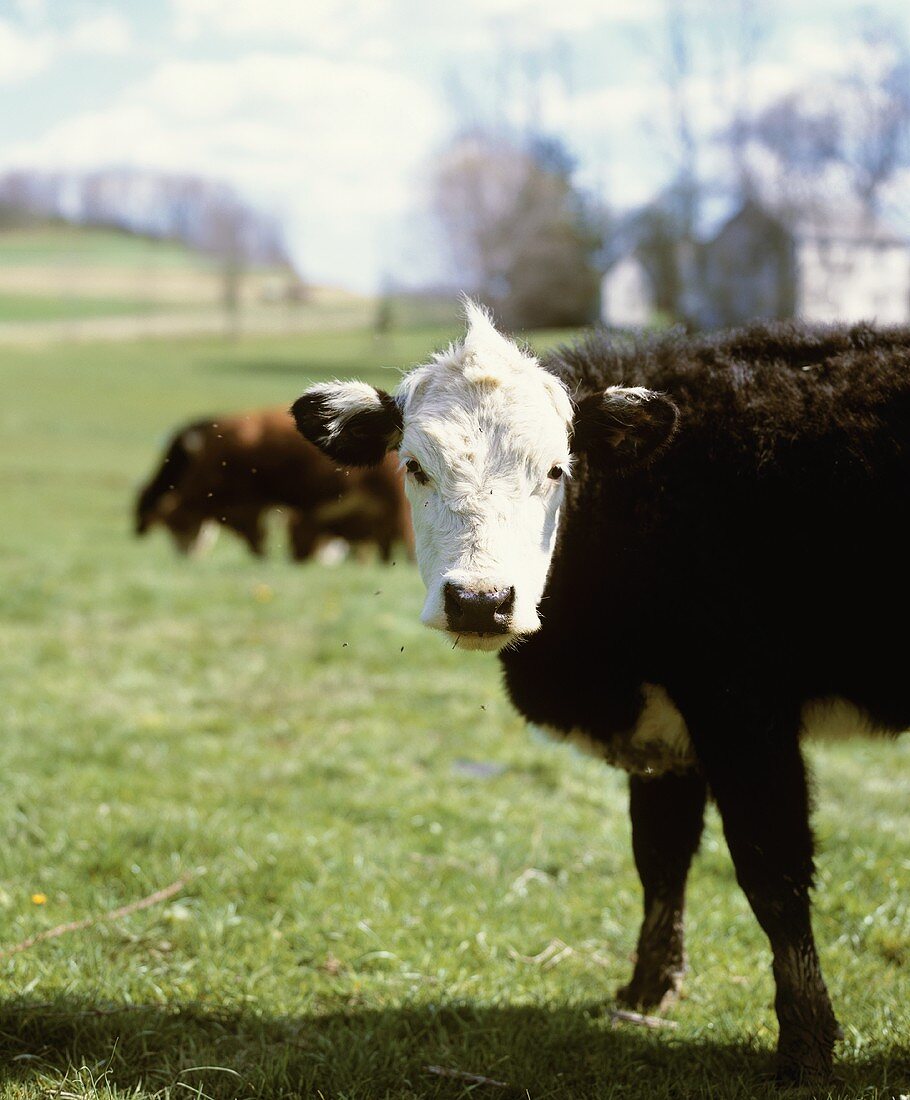 Kuh auf der Weide (Herefordshire, England)
