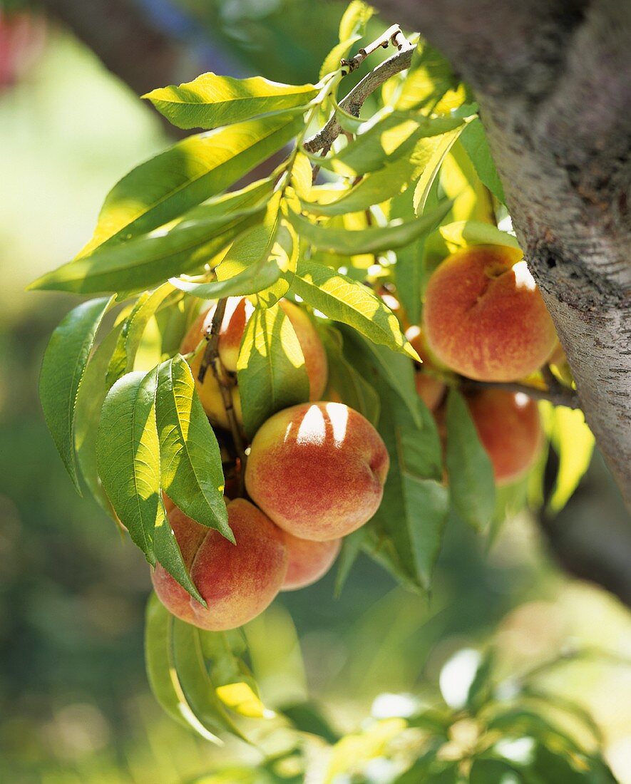 Sonnenbeschienene Pfirsiche am Baum
