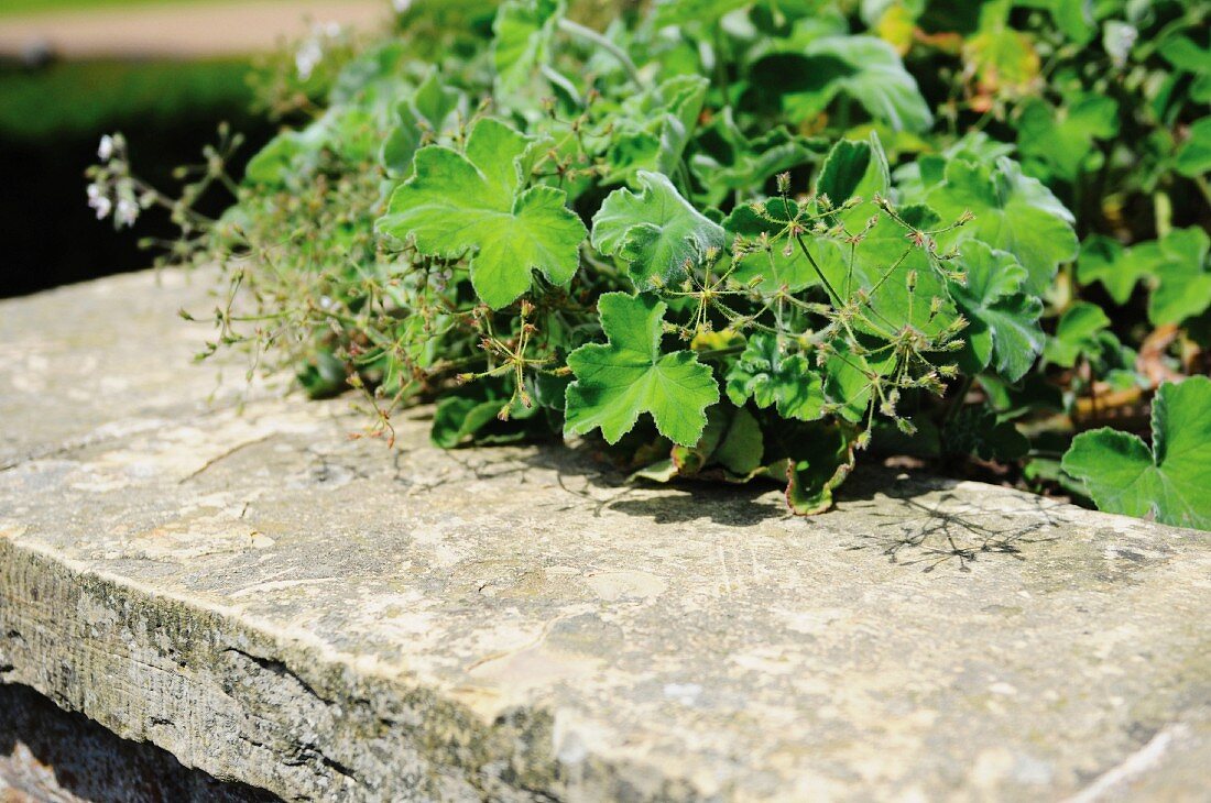 Pfefferminzpelargonien im Garten