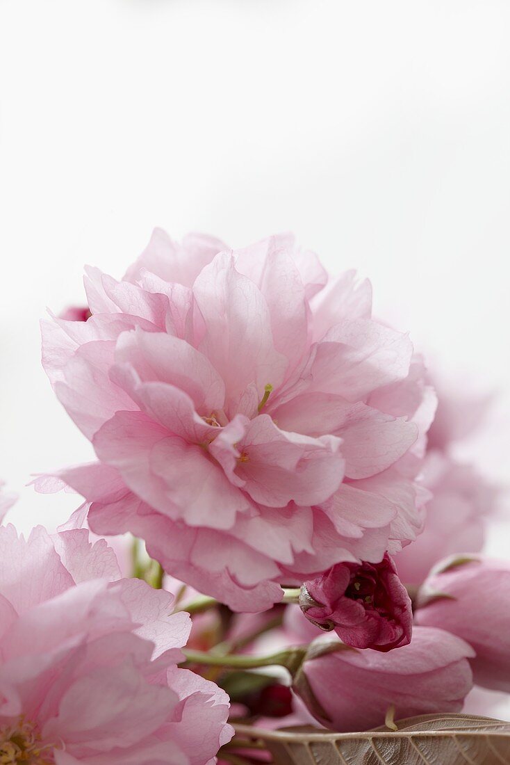 Pink peonies