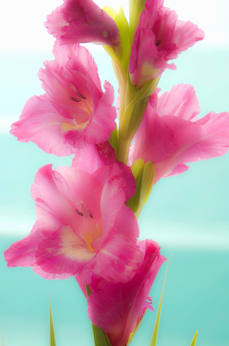 Pinkfarbene Gladiolenblüten