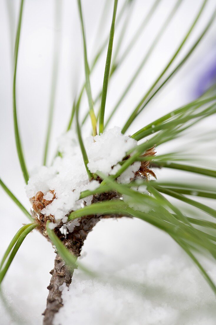 A pine sprig in the snow