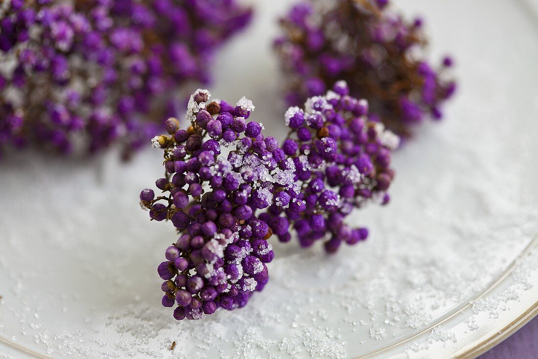 Callicarpa mit Zucker