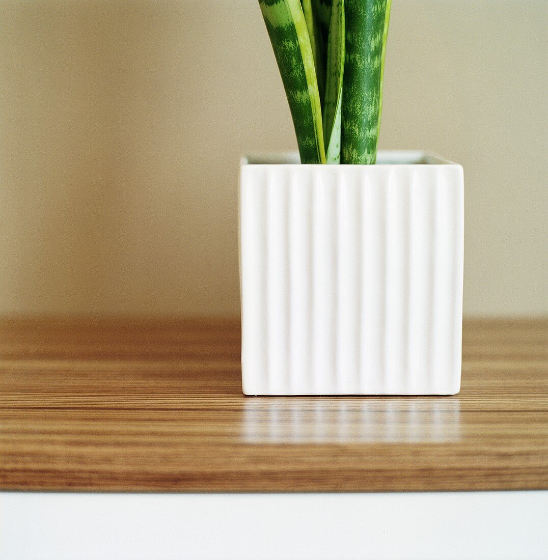 A sansevieria in a square white pot