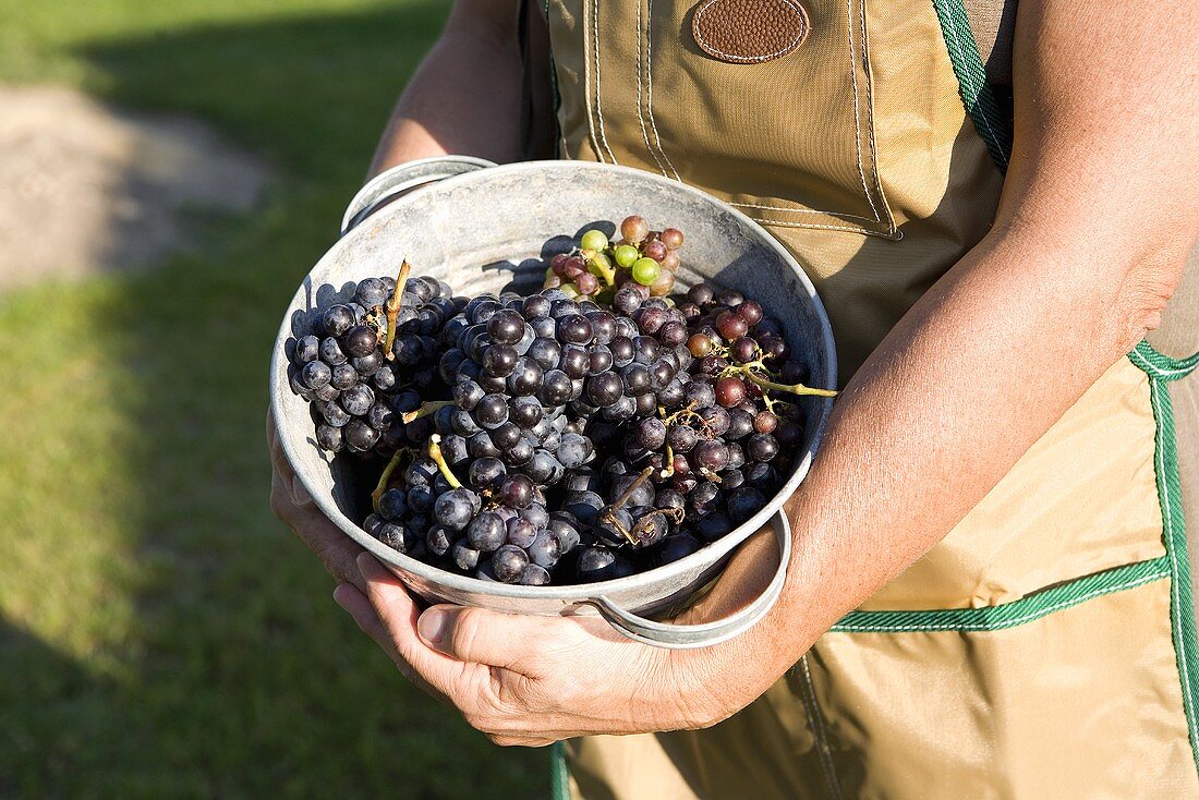 Red grapes in a zinc bowl